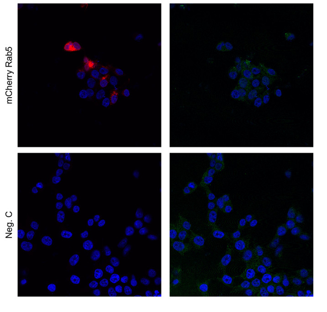 mNeonGreen/ Fluorescent Protein Antibody in Immunocytochemistry (ICC/IF)