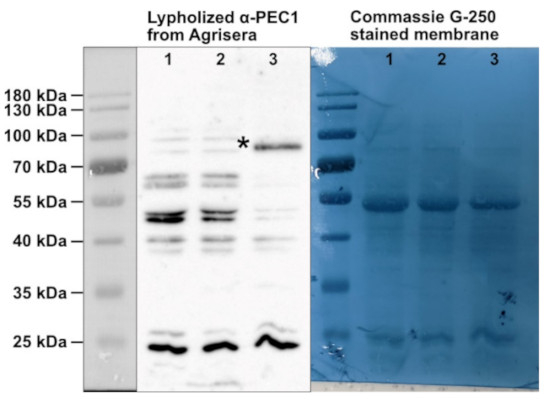 PEC1/Plastid Envelope Channel 1 Antibody in Western Blot (WB)