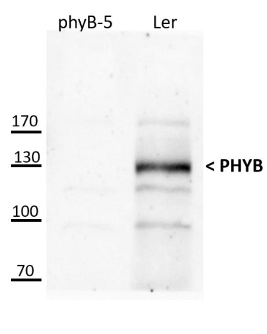 PhyB/Phytochrome B (dicots) Antibody in Western Blot (WB)