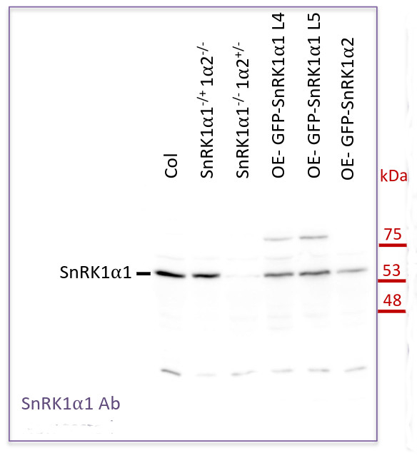 SnRK1alpha1/SNF1-related protein kinase catalytic subunit alpha KIN10 Antibody in Western Blot (WB)