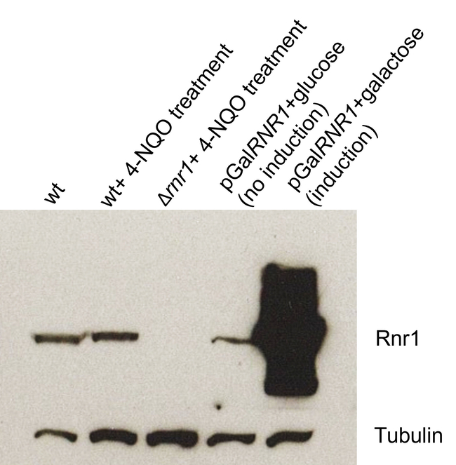 Rnr1/Ribonucleoside-diphosphate reductase large subunit Antibody in Western Blot (WB)