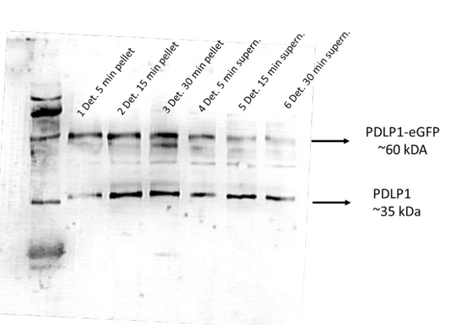 PDLP1/Plasmodesmata-located protein 1 Antibody in Western Blot (WB)
