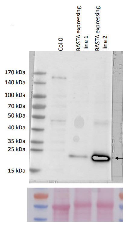 BAR/Phosphinothricin N-acetyltransferase Antibody in Western Blot (WB)