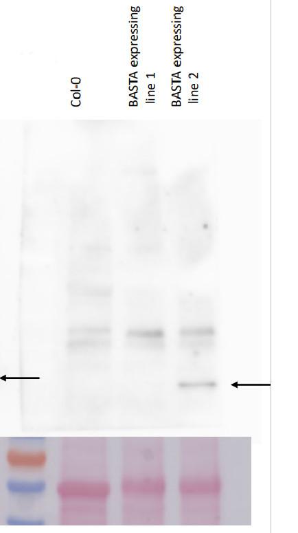 BAR/Phosphinothricin N-acetyltransferase Antibody in Western Blot (WB)
