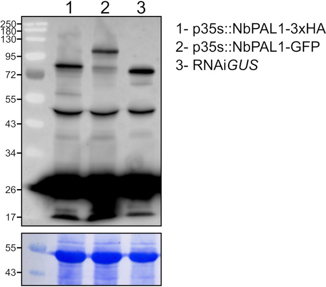 PAL 1-4/Phenylalanine ammonia-lyase 1-4 Antibody in Western Blot (WB)