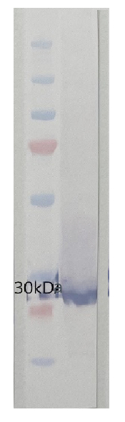 PsbO/Photosystem II manganese-stabilizing polypeptide (algal) Antibody in Western Blot (WB)