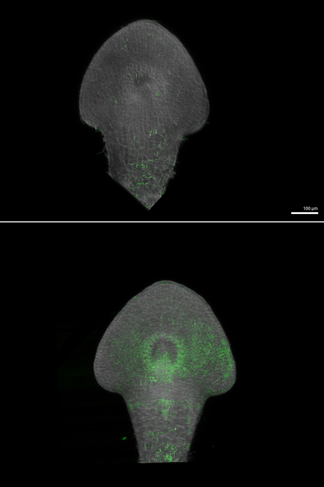PIN2/Auxin efflux carrier component 2 Antibody in Immunocytochemistry (ICC/IF)