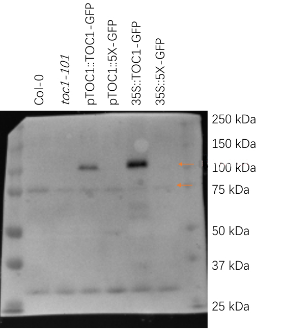 TOC1-P/TIMING OF CAB EXPRESSION 1 Arabidopsis clock gene, phosphorylated Antibody in Western Blot (WB)