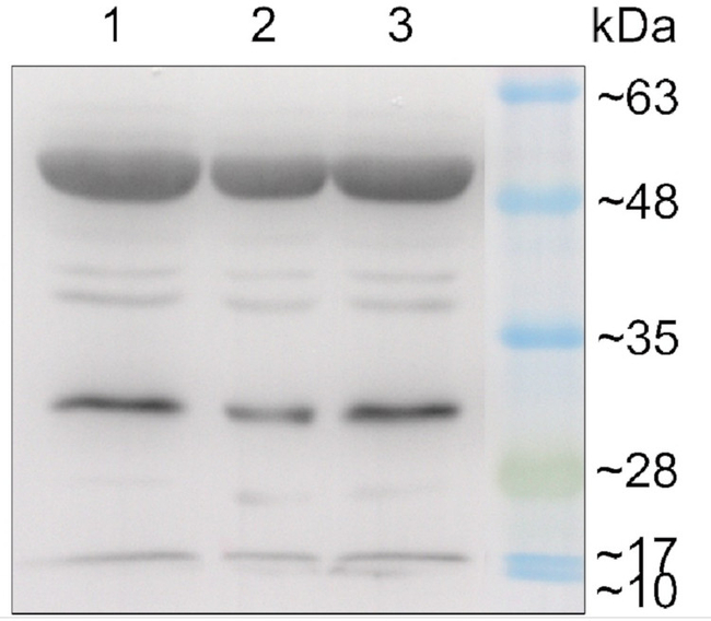 PetD/Cytochrome b6-f complex subunit 4 Antibody in Western Blot (WB)
