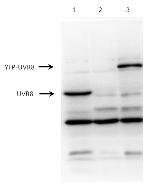 UVR8/Ultraviolet-B receptor UVR8 Antibody in Western Blot (WB)