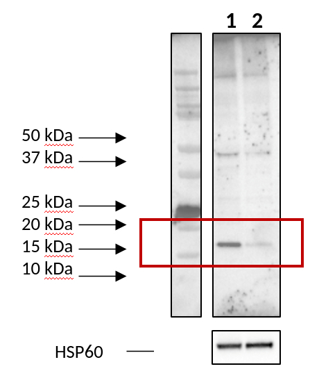 AURKAIP1/Aurora kinase A-interacting protein Antibody in Western Blot (WB)