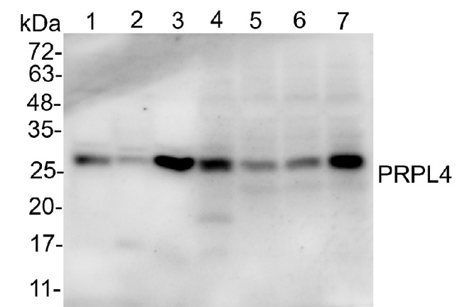 RPL4/ribosomal protein L4 (chloroplastic) Antibody in Western Blot (WB)