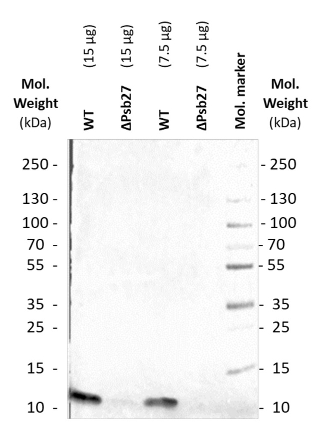 Psb27-H1/Photosystem II repair protein 27 Antibody in Western Blot (WB)
