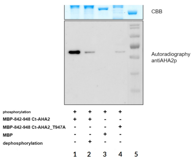 AHA2 p/ATPase 2 phosphorylated, plasma membrane-type Antibody in Western Blot (WB)
