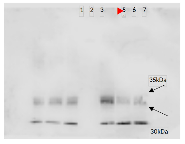 PIP2-1, PIP2-2, PIP2-3/Plasma membrane intrinistic protein 2-1, 2-2, 2-3 Antibody in Western Blot (WB)