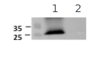 PIP1-1, PIP1-2, PIP1-3, PIP1-4, PIP1-5/Aquaporins Antibody in Western Blot (WB)