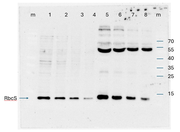 RbcS/Ribulose-1,5-bisphosphate carboxylase/oxygenase small subunit (Algal) Antibody in Western Blot (WB)