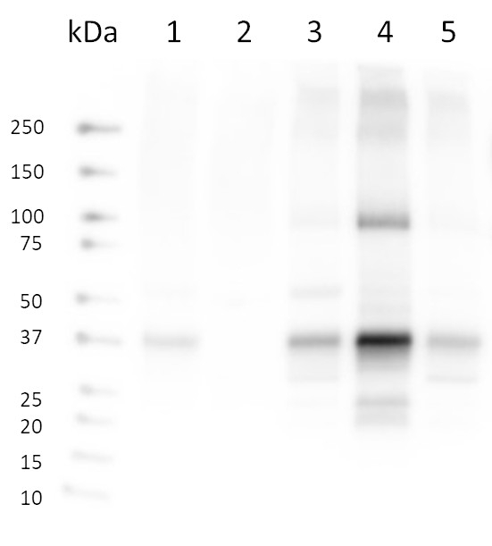 SYP121/Syntaxin 121 Antibody in Western Blot (WB)