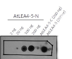 LEA4-5/Late embryogenesis abundant protein LEA4-5 Antibody in Dot Blot (DB)