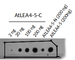 LEA4-5/Late embryogenesis abundant protein 4-5 Antibody in Dot Blot (DB)