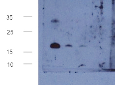 LEA6-1/Late embryogenesis abundant protein LEA6-1 Antibody in Western Blot (WB)