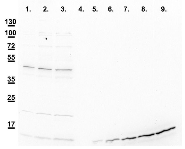 CSD1/Cu/Zn superoxide dismutase 1 (cytosolic) Antibody in Western Blot (WB)