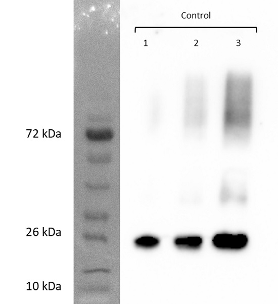 TIP1-1, TIP1-2/tonoplast intrinistic protein 1-1, 1-2 (gamma) Antibody in Western Blot (WB)