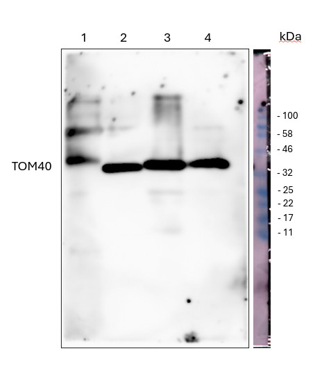 TOM40-1/2/Mitochondrial import receptor subunit TOM40-1/2 Antibody in Western Blot (WB)