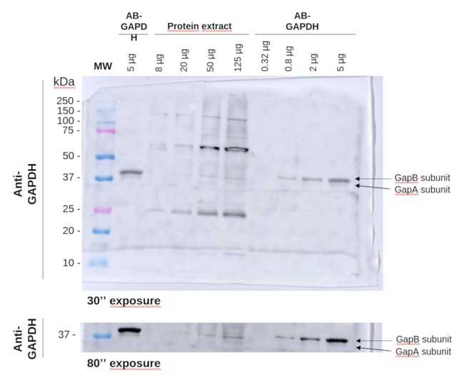 GAPDH/Glyceraldehyde-3-phosphate dehydrogenase (chloroplastic) Antibody in Western Blot (WB)