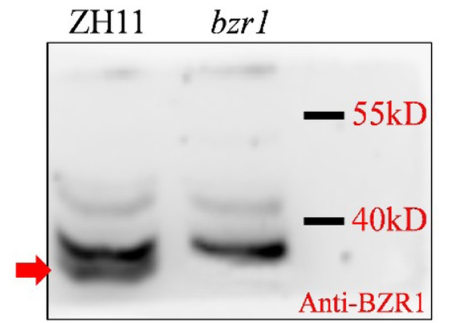 BZR1/Brassinazole resistant 1 Antibody in Western Blot (WB)