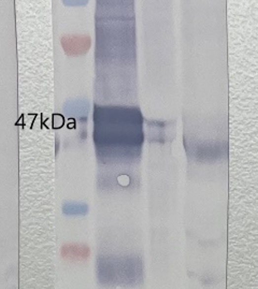 RA/Rubisco activase Antibody in Western Blot (WB)