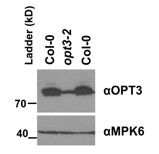 OPT3/Oligopeptide transporter 3 Antibody in Western Blot (WB)