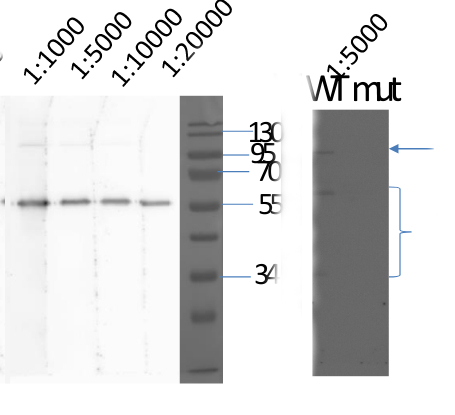 XLG2/Extra-large G-protein 2 Antibody in Western Blot (WB)