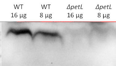 PetL/Cytochrome b6-f complex subunit 6 Antibody in Western Blot (WB)
