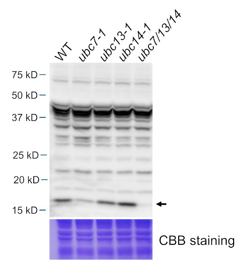 UBC7/13/14/Ubiquitin-conjugating enzyme E2 7/13/14 Antibody in Western Blot (WB)