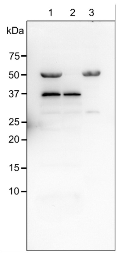 PTOX/Plastid terminal oxidase Antibody in Western Blot (WB)