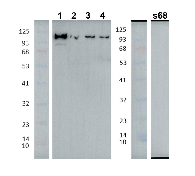 AARE/Acyloamino acid releasing enzyme Antibody in Western Blot (WB)