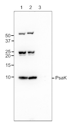 PsaK/PSI-K subunit of photosystem I Antibody in Western Blot (WB)
