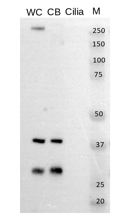NAB1/nucleic acid binding protein 1, Chlamydomonas Antibody in Western Blot (WB)