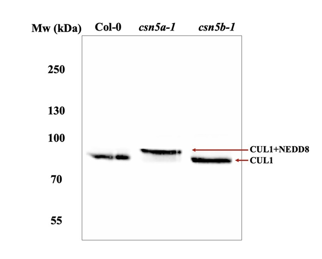 CUL1/Cullin-1 Antibody in Western Blot (WB)