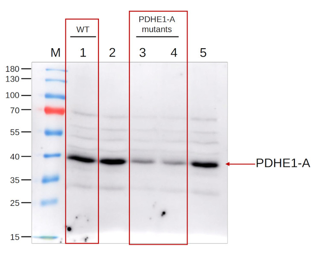 PDHE1-A/Pyruvate dehydrogenase E1 component subunit alpha-1, mitochondrial Antibody in Western Blot (WB)