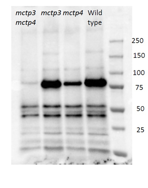 FTIP3/FTIP4/FT Interacting Protein 3/4 Antibody in Western Blot (WB)
