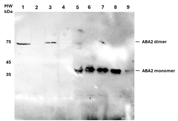 ABA2/ABA deficient 2 Antibody in Western Blot (WB)