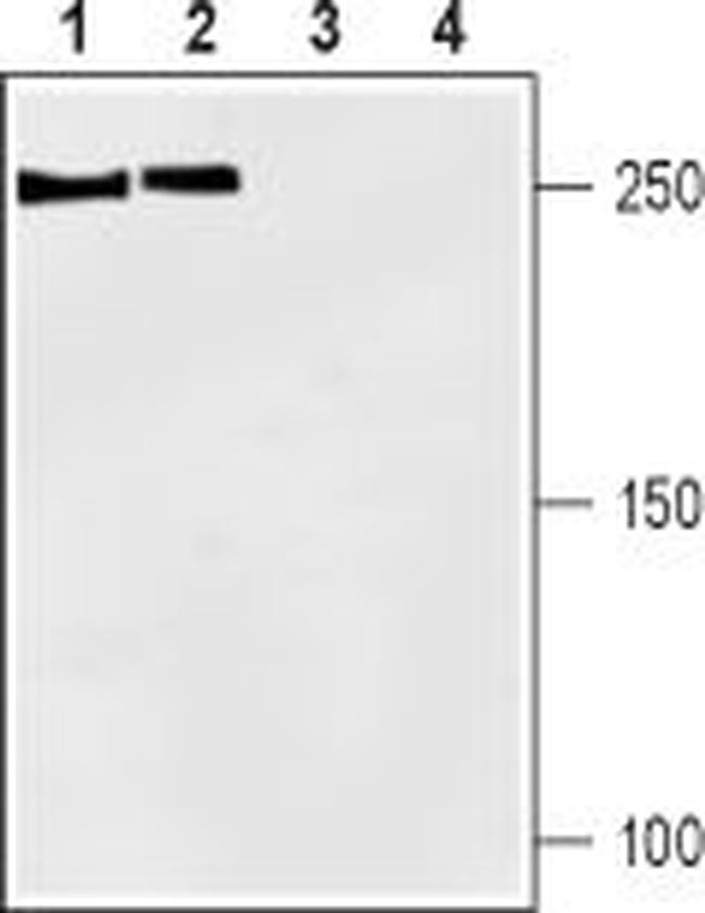 SCN1A (NaV1.1) Antibody in Western Blot (WB)