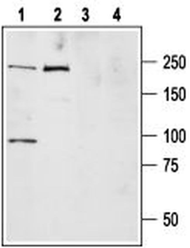 Scn9a NaV1.7 (SCN9A) Polyclonal Antibody | Invitrogen (ASC-008-200UL)