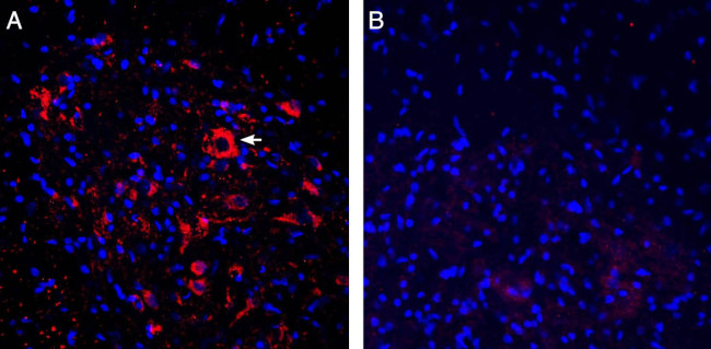ASIC2a Antibody in Immunohistochemistry (Frozen) (IHC (F))