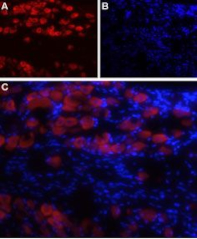 NaV1.8 (SCN10A) Antibody in Immunohistochemistry (Frozen) (IHC (F))