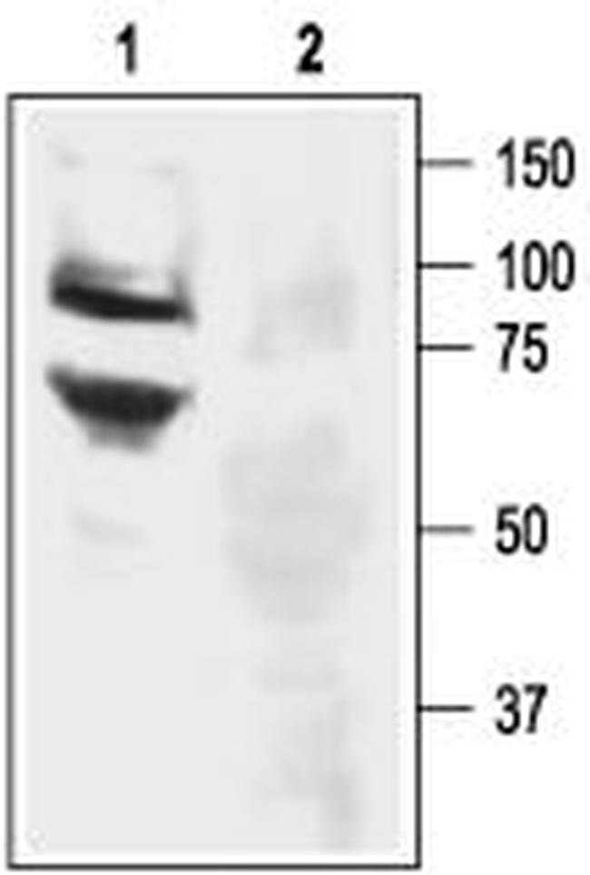 ASIC3 Antibody in Western Blot (WB)