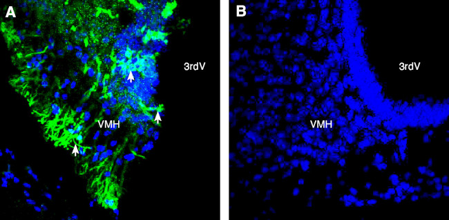 SCN7A (NaX) Antibody in Immunohistochemistry (Frozen) (IHC (F))
