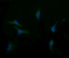 ASGR2 Antibody in Immunocytochemistry (ICC/IF)